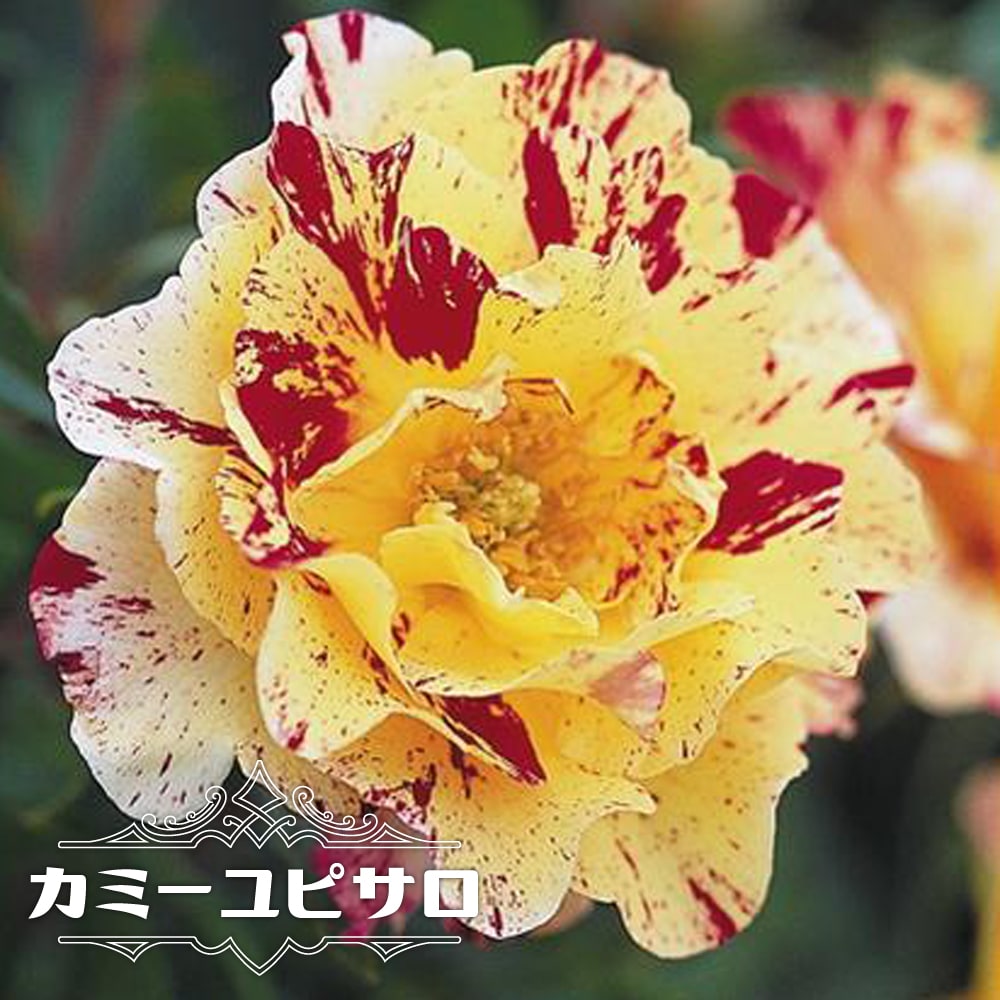 バラ カミーユピサロ 苗 販売 苗木部 By 花ひろばオンライン