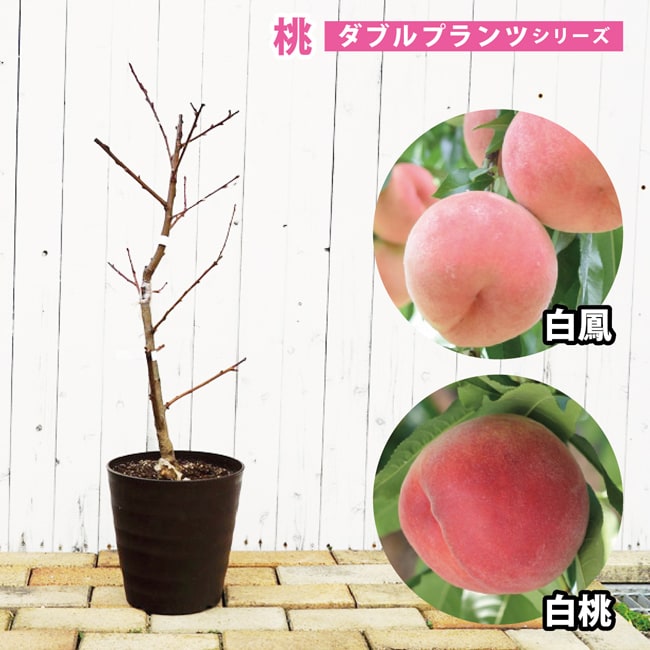 ダブルピーチ (大玉白鳳&白桃)
