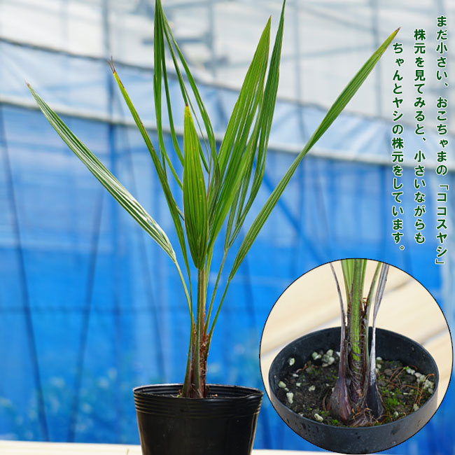 ココスヤシの苗 - 植物/観葉植物