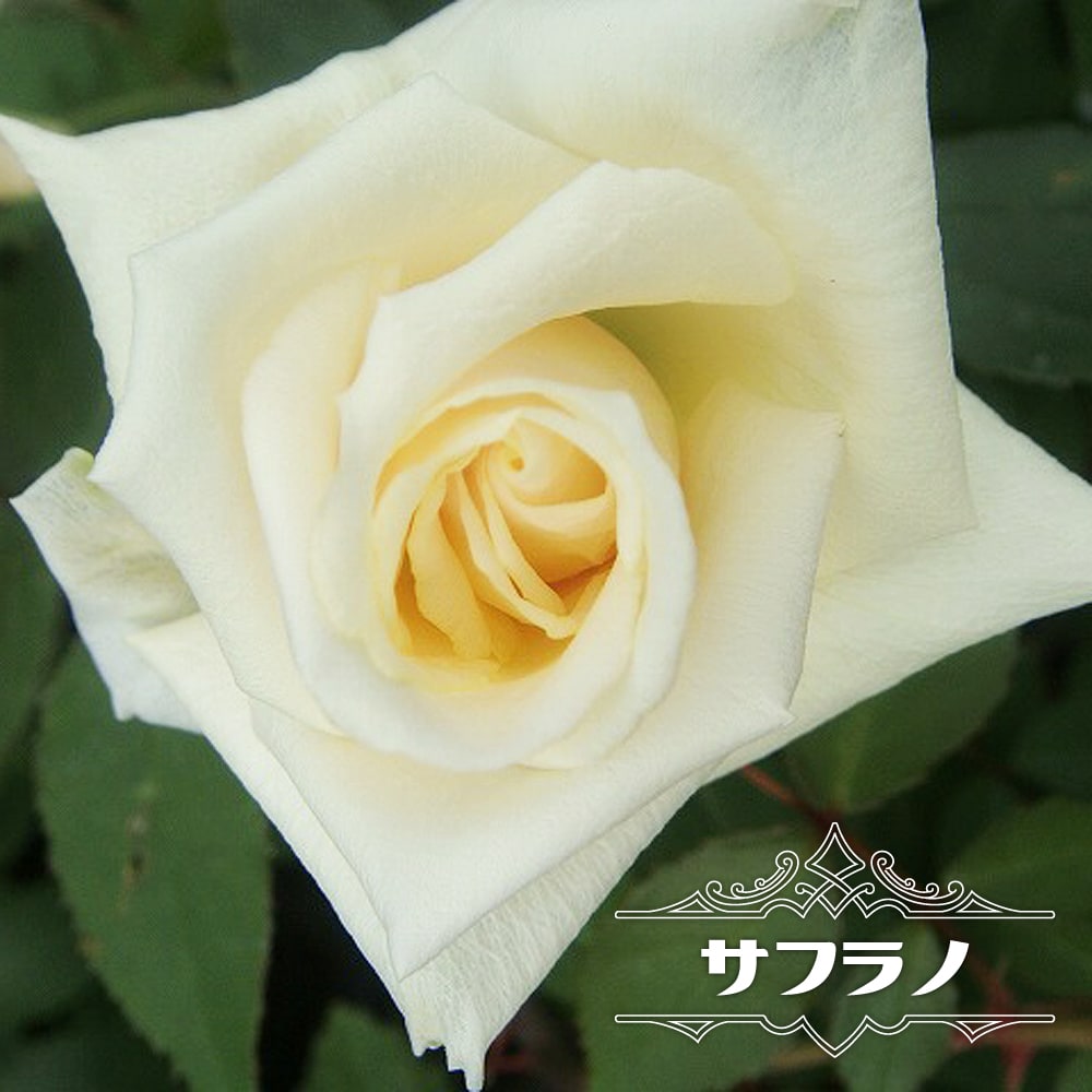 バラ オールドローズ サフラノ 苗 販売 苗木部 By 花ひろばオンライン