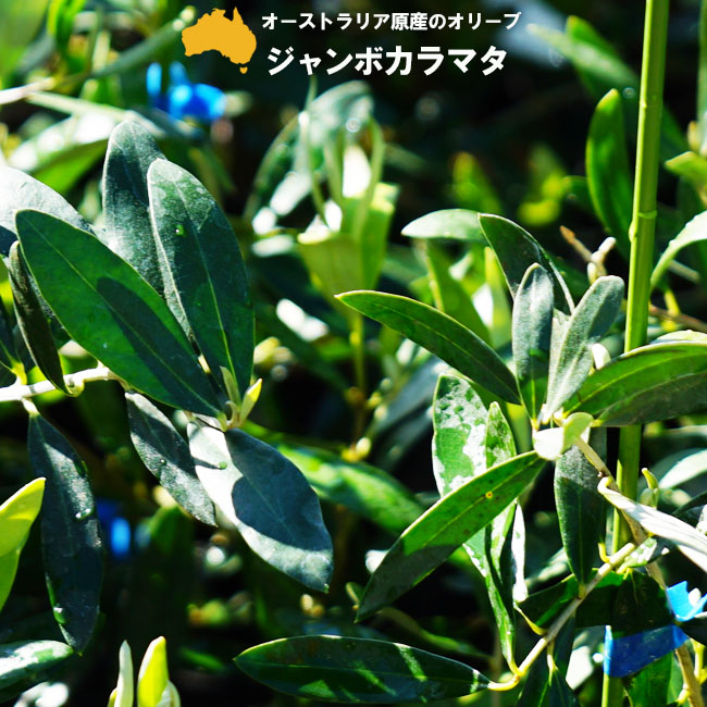 【ジャンボカラマタ】 オリーブの木 3年生接木大苗