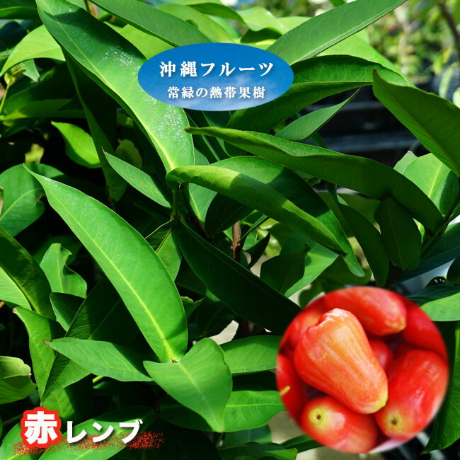 苗 販売 苗木部 By 花ひろばオンライン