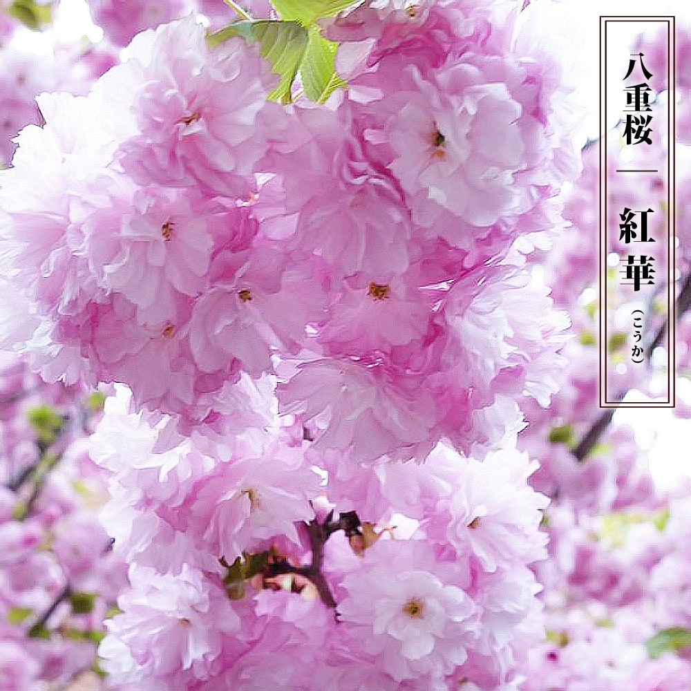 八重桜 【紅華】 1年生 接ぎ木 苗