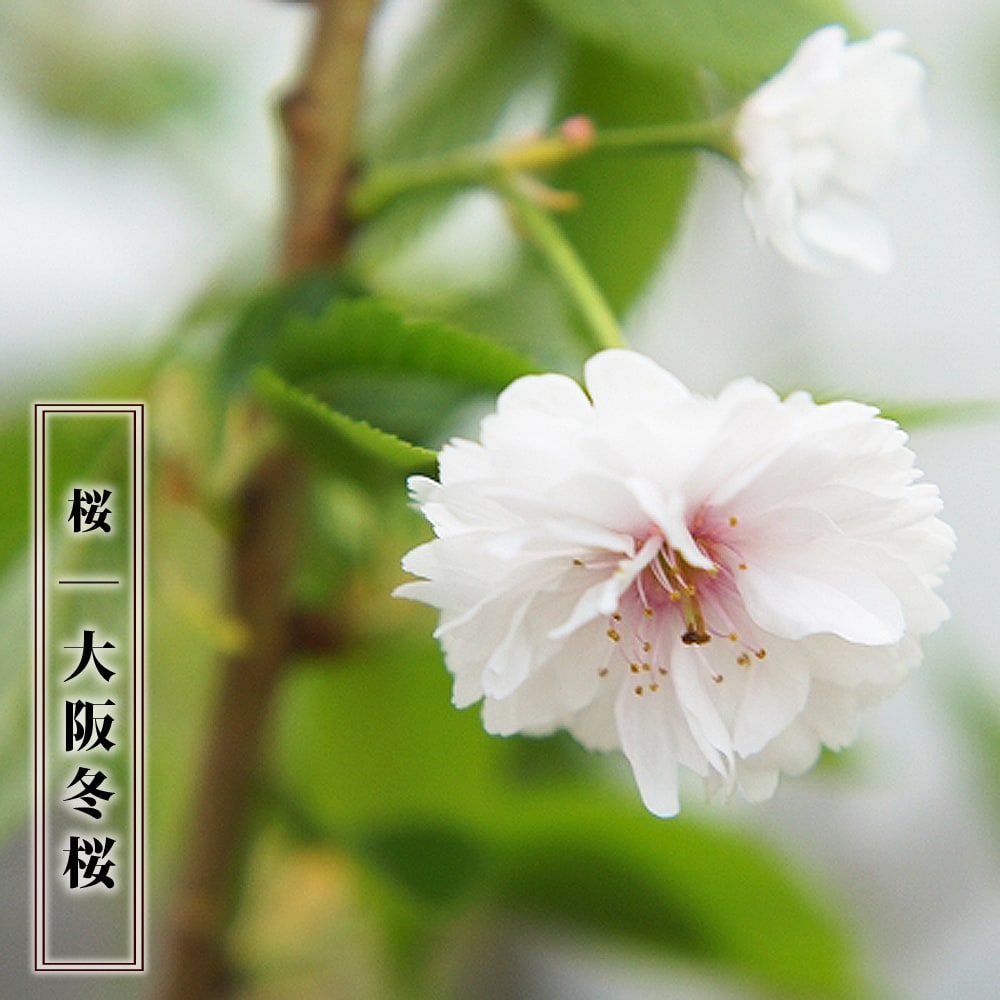 大阪冬桜