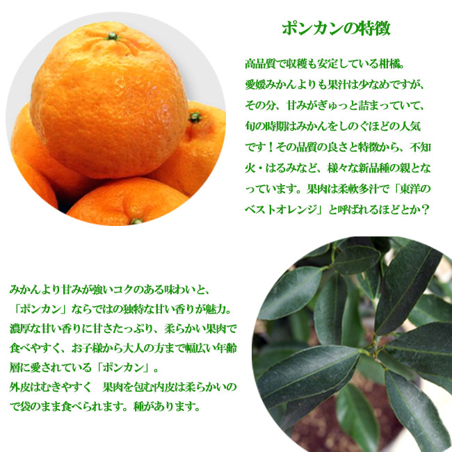 柑橘 ポンカン 1