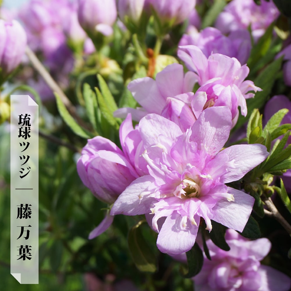 平戸ツツジ　藤万葉　健康な落葉樹の苗木 明るい緑 楽天市場】6本セットヒラドツツジ(平戸ツツジ)藤万葉約0.3m(根鉢