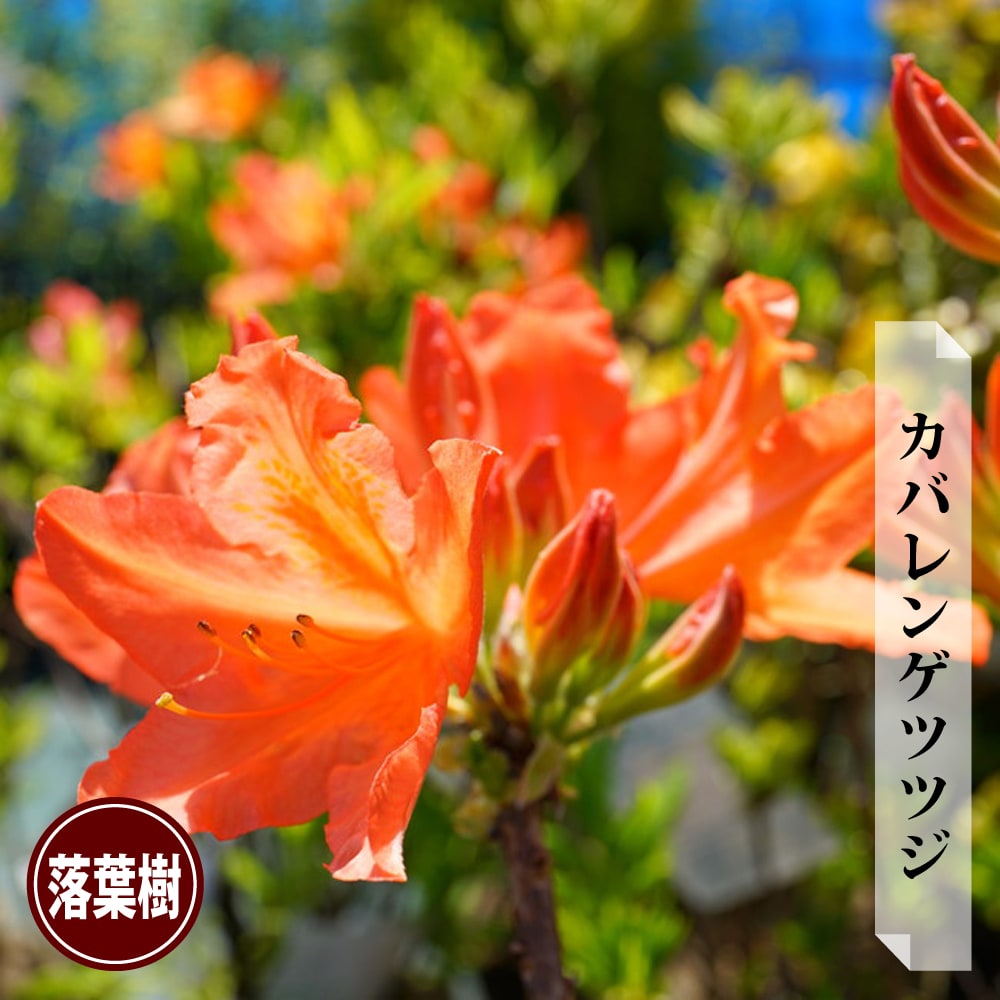 ツツジ カバレンゲツツジ 苗 販売 苗木部 By 花ひろばオンライン