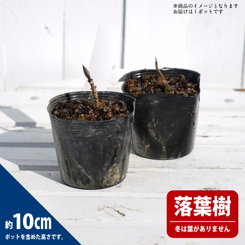 常山アジサイ 新常山 斑入り 苗 販売 苗木部 By 花ひろばオンライン