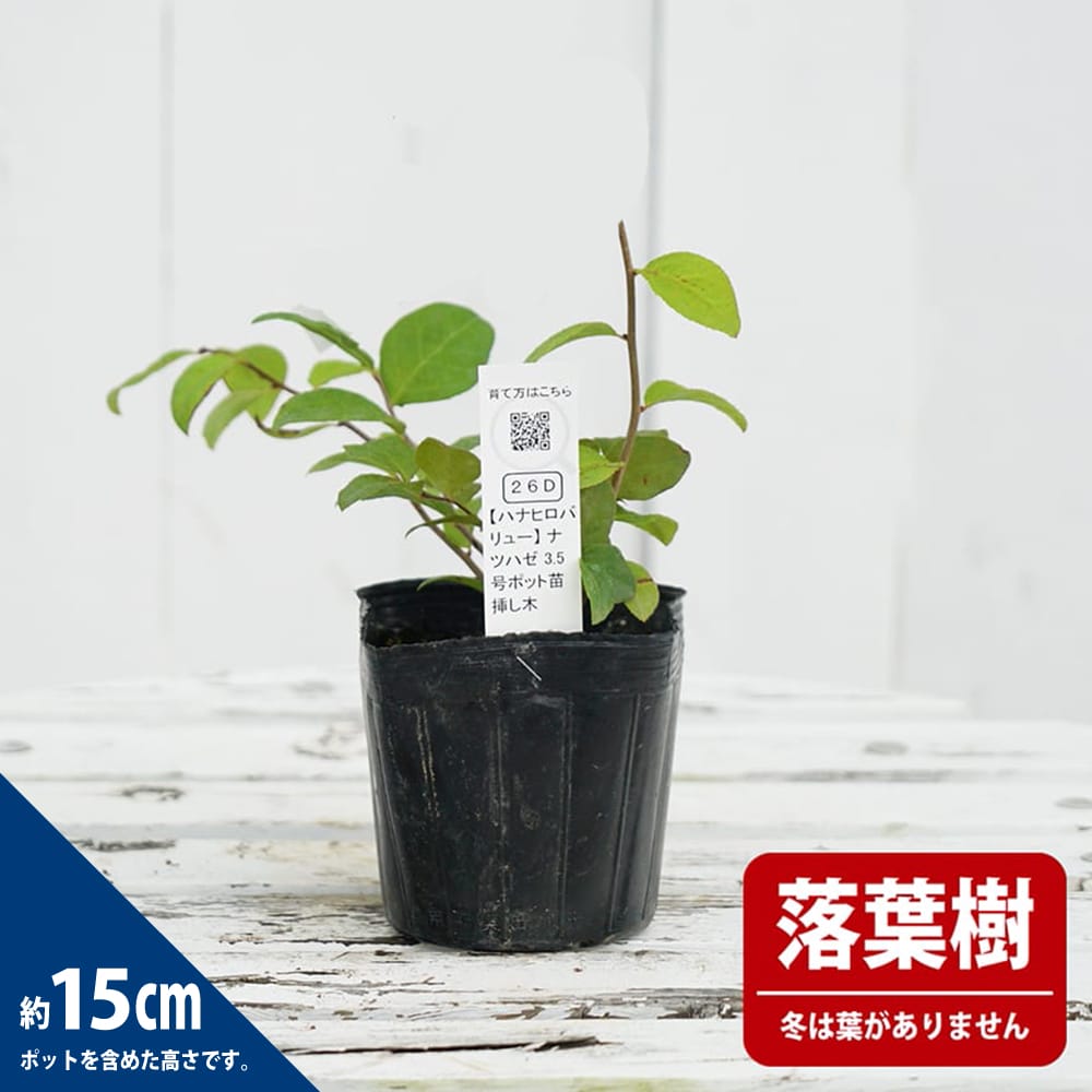 珍樹 斑入りニシキギ 3.5号ポット苗 - その他苗木、植木