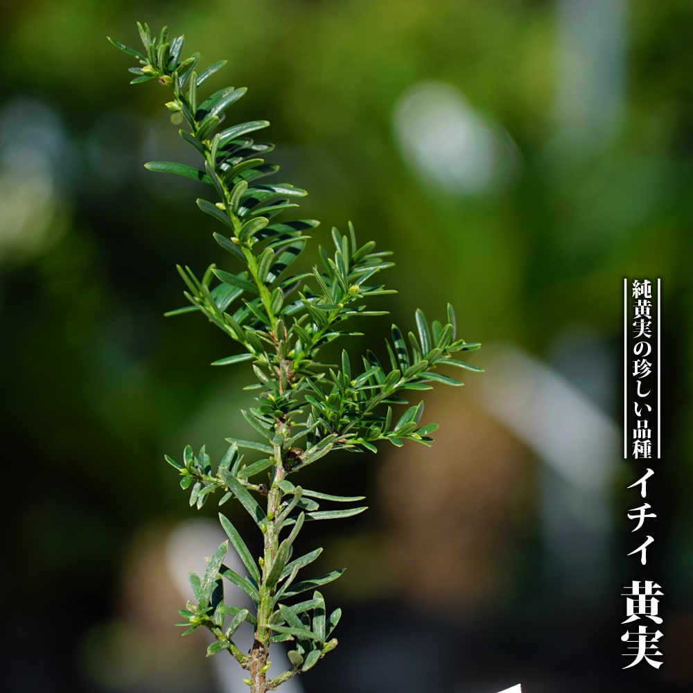 イチイ 黄実 苗 販売 苗木部 By 花ひろばオンライン