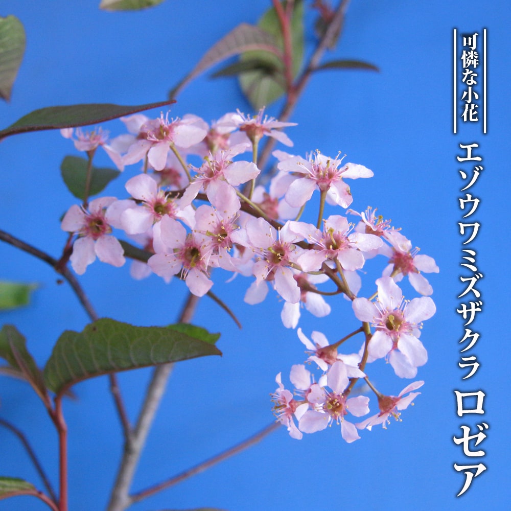 蝦夷上溝桜（えぞうわみずざくら） ロゼア　(コロラータ)