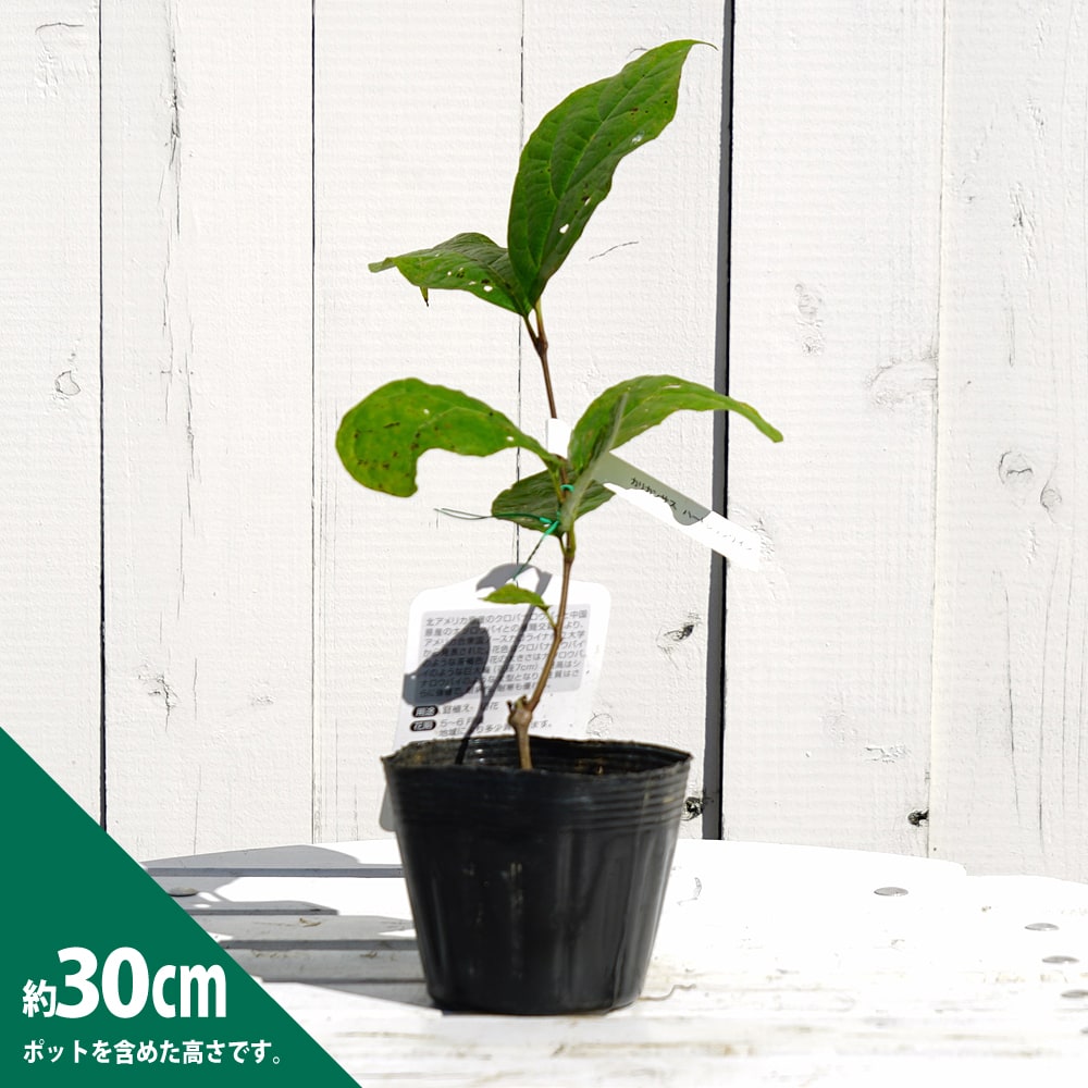 カリカンサス ハートレッジワイン クロバナロウバイ 苗 販売 苗木部