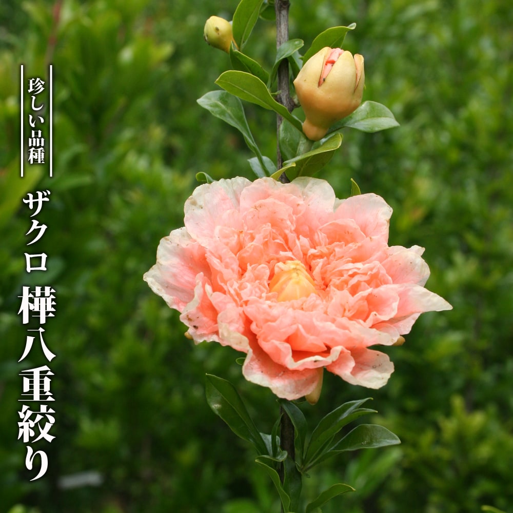 ザクロ 樺八重絞り 苗 販売 苗木部 By 花ひろばオンライン