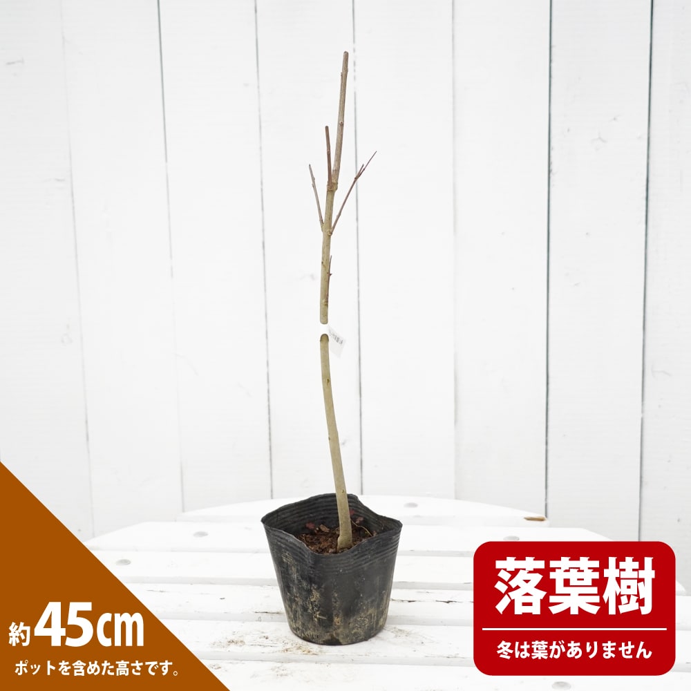 ザクロ 樺八重絞り 苗 販売 苗木部 By 花ひろばオンライン