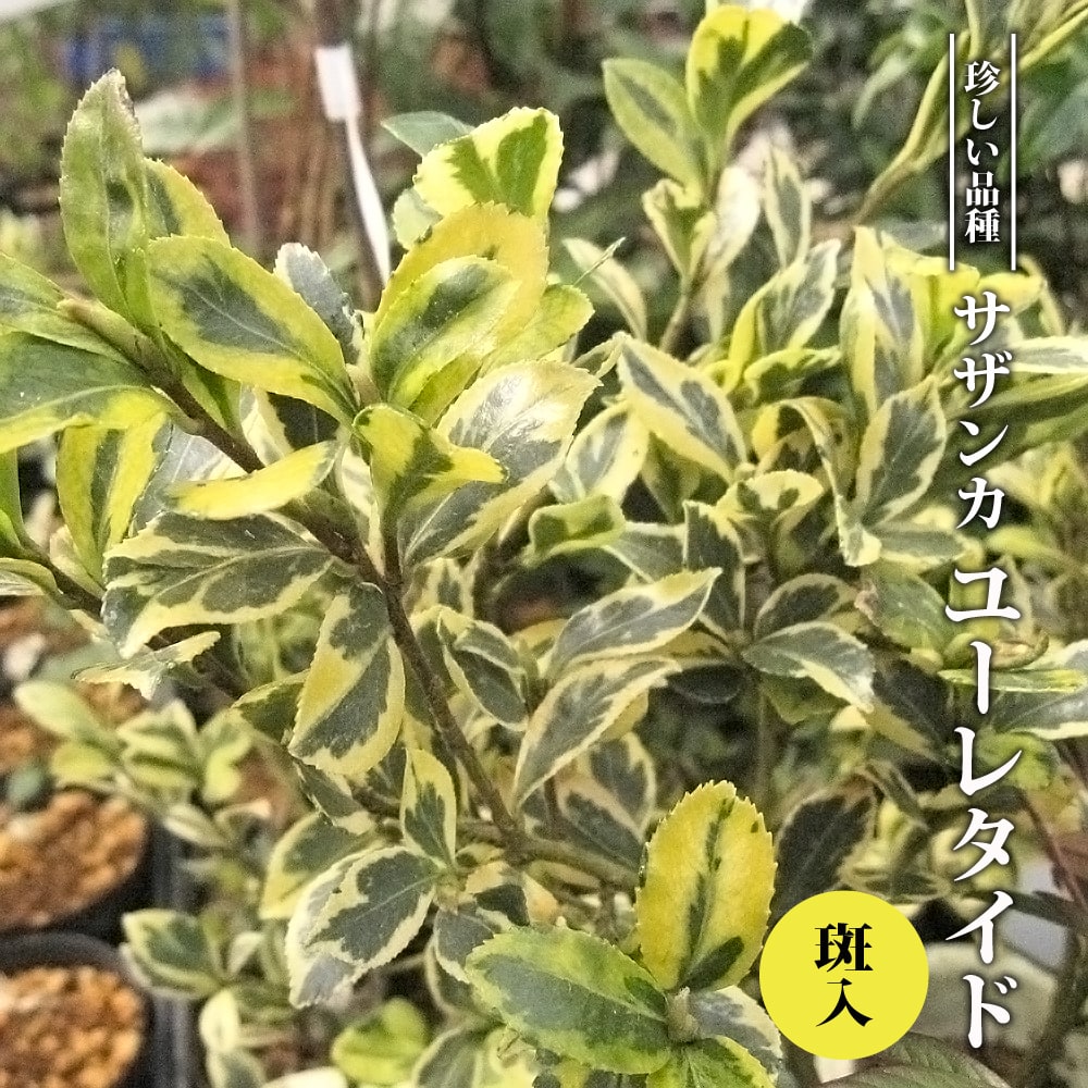 サザンカ ハルサザンカ ユーレタイド 斑入 苗 販売 苗木部 By 花ひろばオンライン