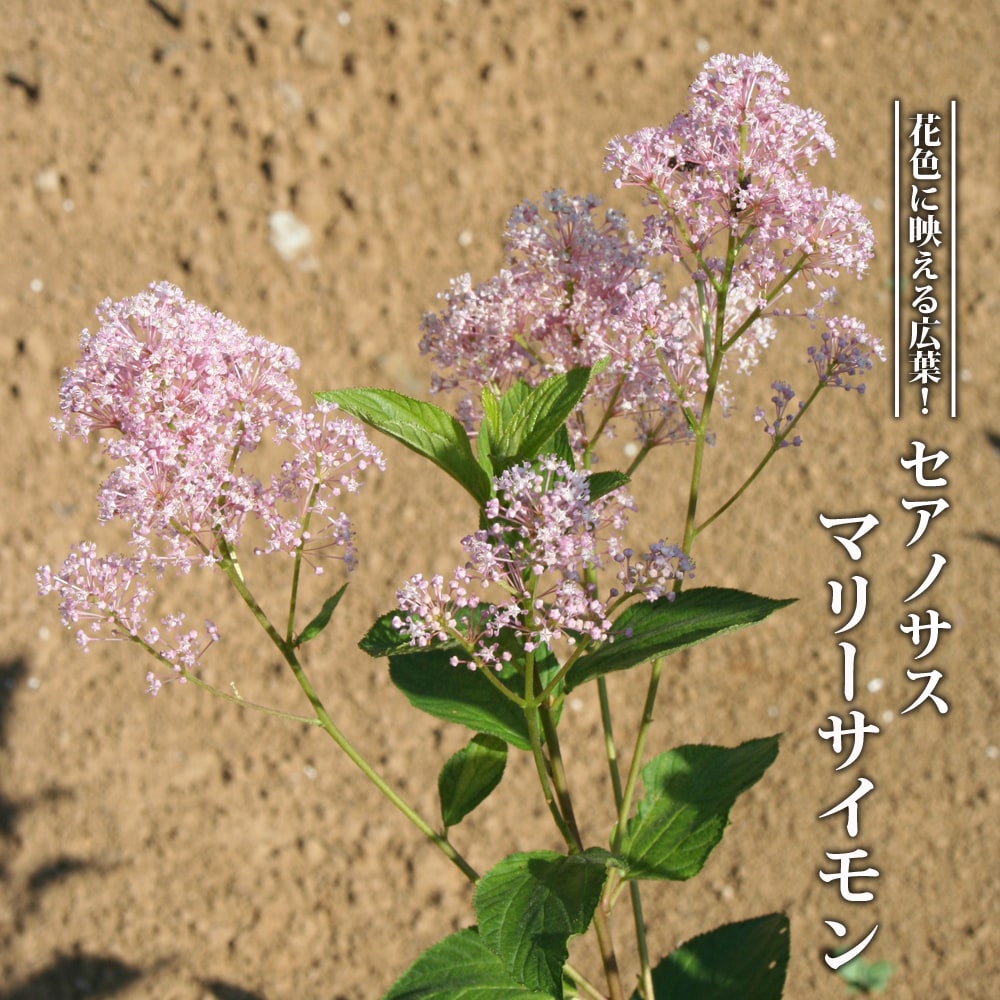 セアノサス マリーサイモン 苗 販売 苗木部 By 花ひろばオンライン