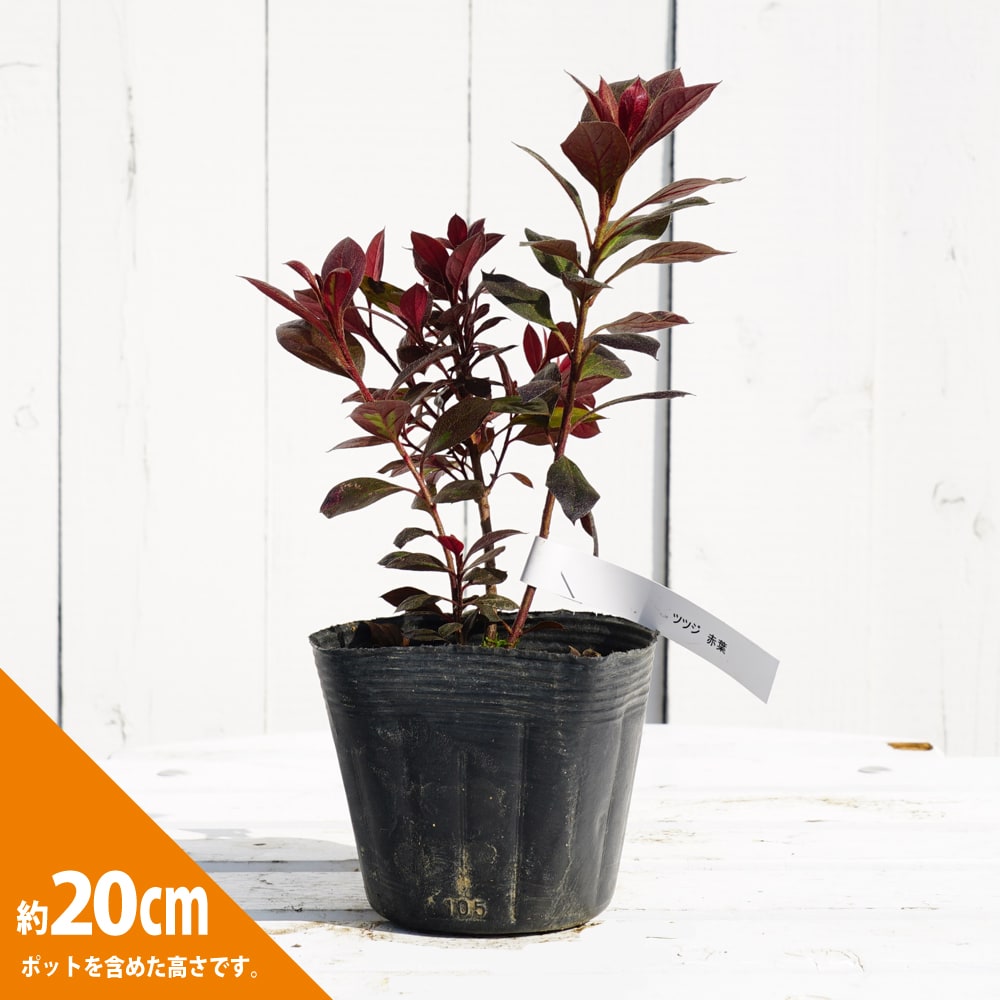 ツツジ 赤花 常緑性 つつじ 挿木0 8年苗 105potx2苗set 一部初花 即決 燃える様な真っ赤な花色 7 ゆうパック60 酸性土壌 New売り切れる前に 酸性土壌