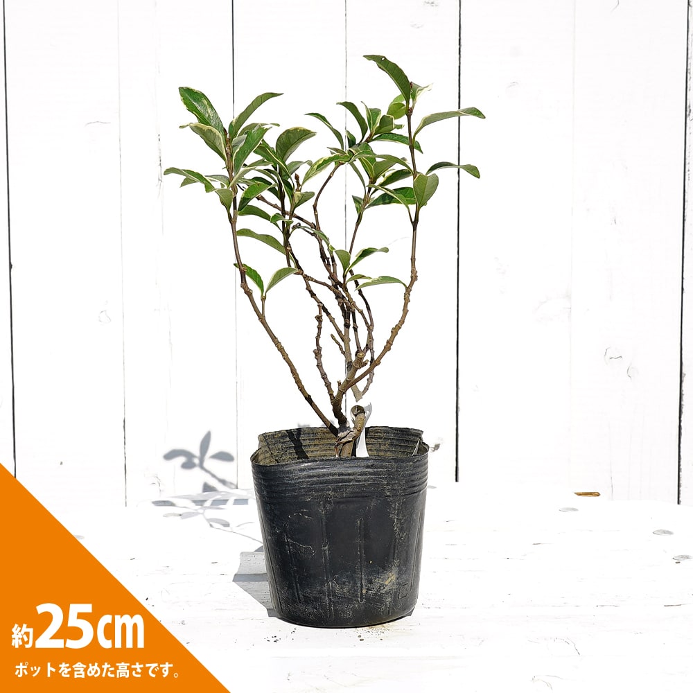 テイカカズラ 斑入り 桃香 苗 販売 苗木部 By 花ひろばオンライン テイカカズラ 斑入り 桃香 苗 販売 苗木部 By 花ひろばオンライン