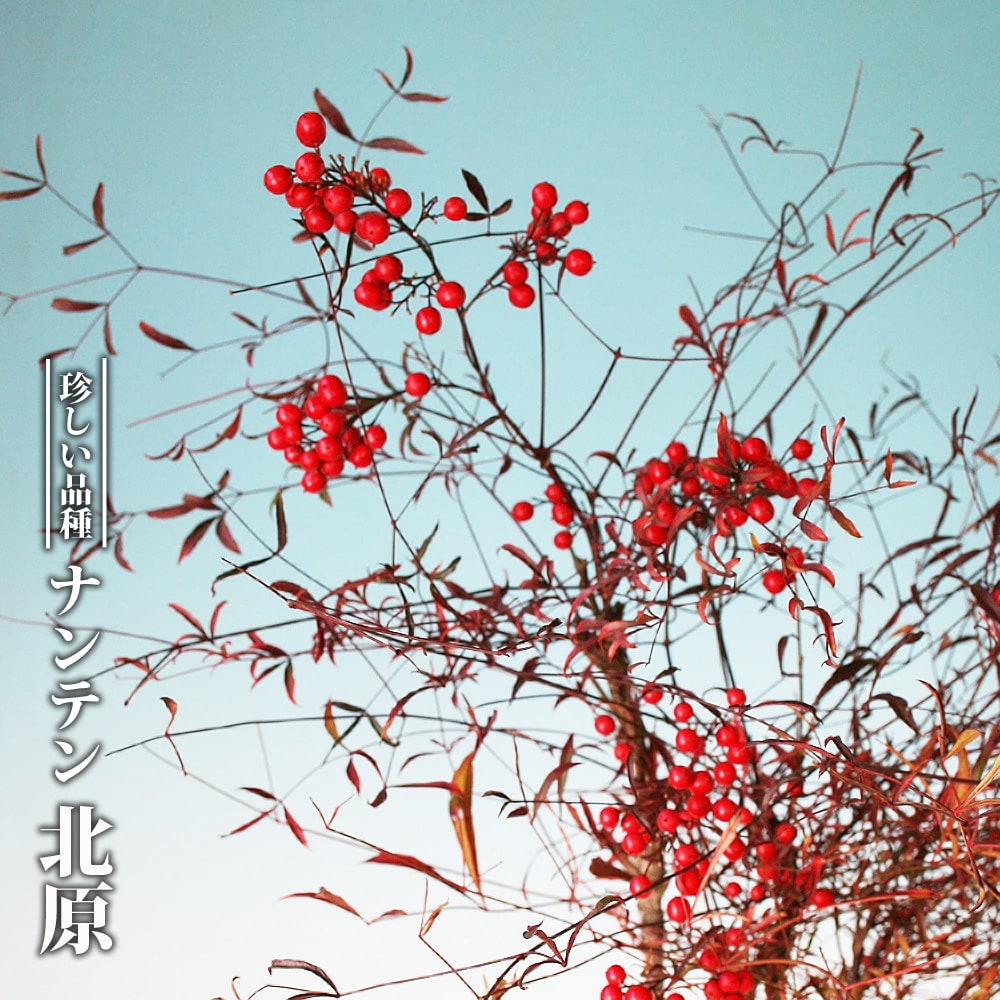 ナンテン 北原 苗 販売 苗木部 By 花ひろばオンライン