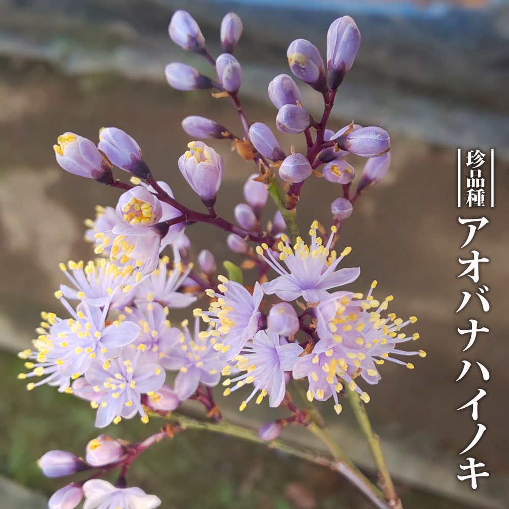 ハイノキ 青花 