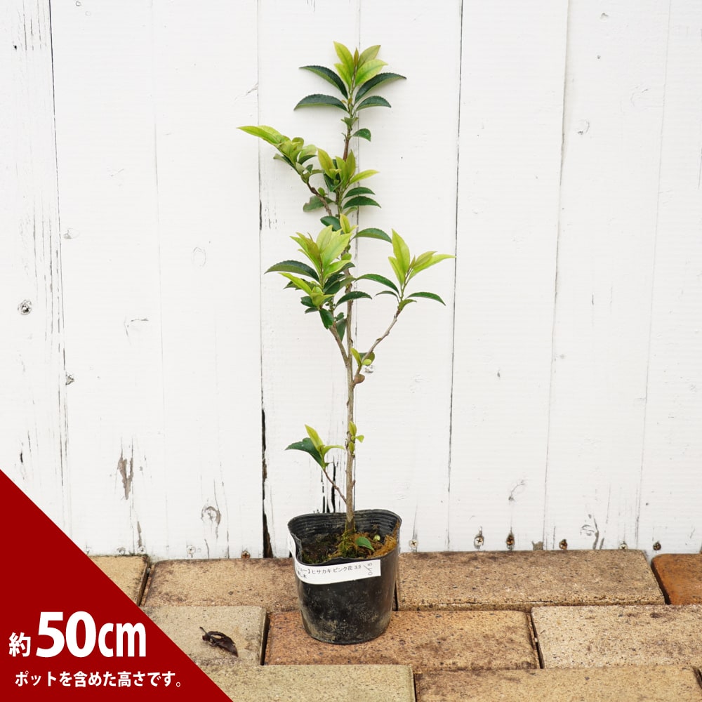 ヒサカキ ピンク花 苗 販売 苗木部 By 花ひろばオンライン ヒサカキ ピンク花 苗 販売 苗木部 By 花ひろばオンライン