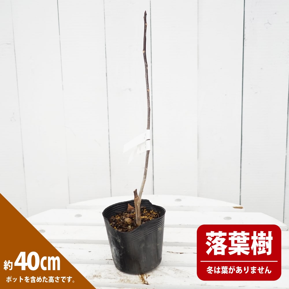 ポプラ パープルウェーブ 苗 販売 苗木部 By 花ひろばオンライン