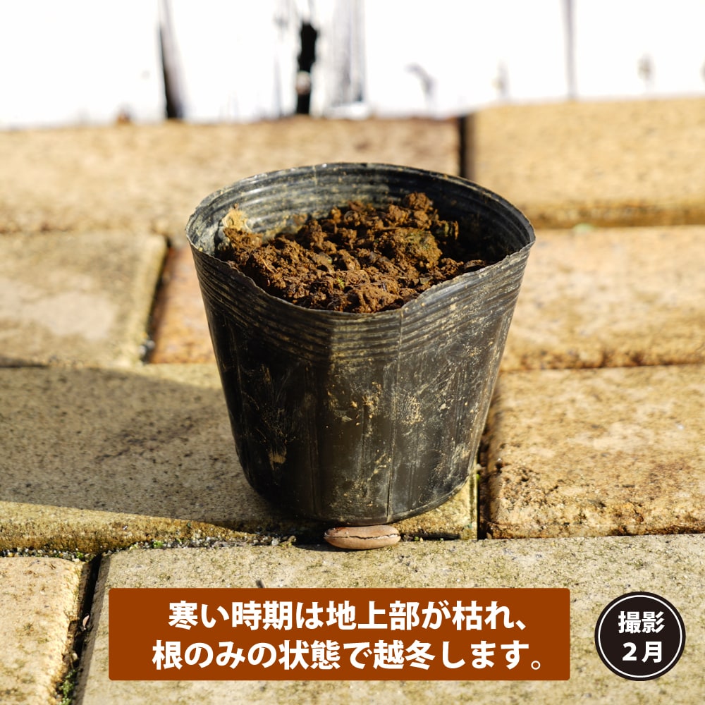 みょうが 斑入り 苗 販売 苗木部 By 花ひろばオンライン