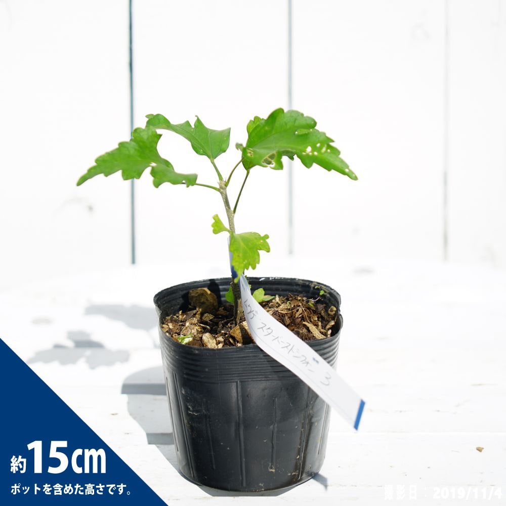 ムクゲ スターバーストシフォン 苗 販売 苗木部 By 花ひろばオンライン