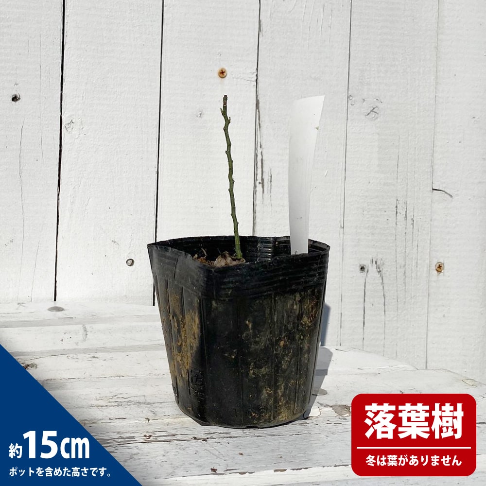 花梅 ウンリュウバイ 金獅子 ウメ 苗 通販 苗木部 By 花ひろばオンライン