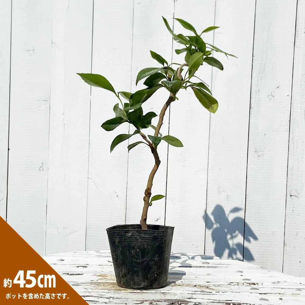 椿 雲竜 紫八重咲 苗 販売 苗木部 By 花ひろばオンライン