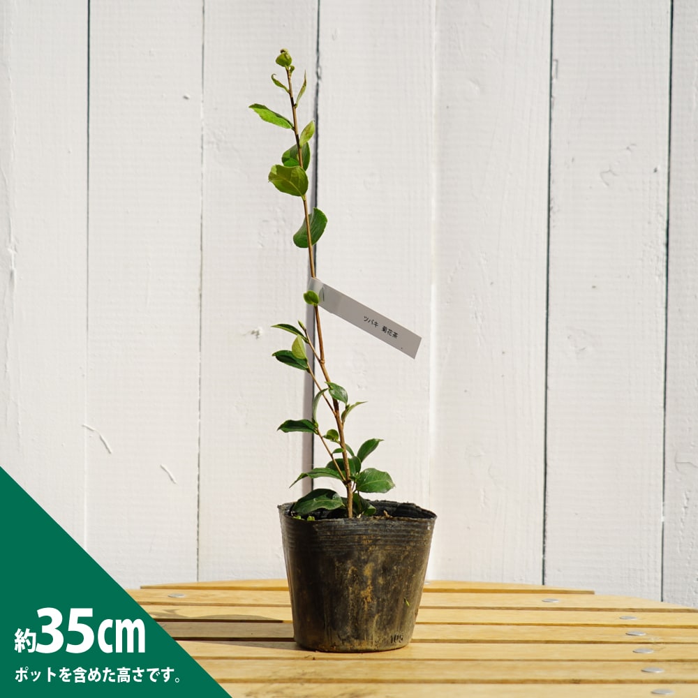 椿 菊花茶 苗 販売 苗木部 By 花ひろばオンライン