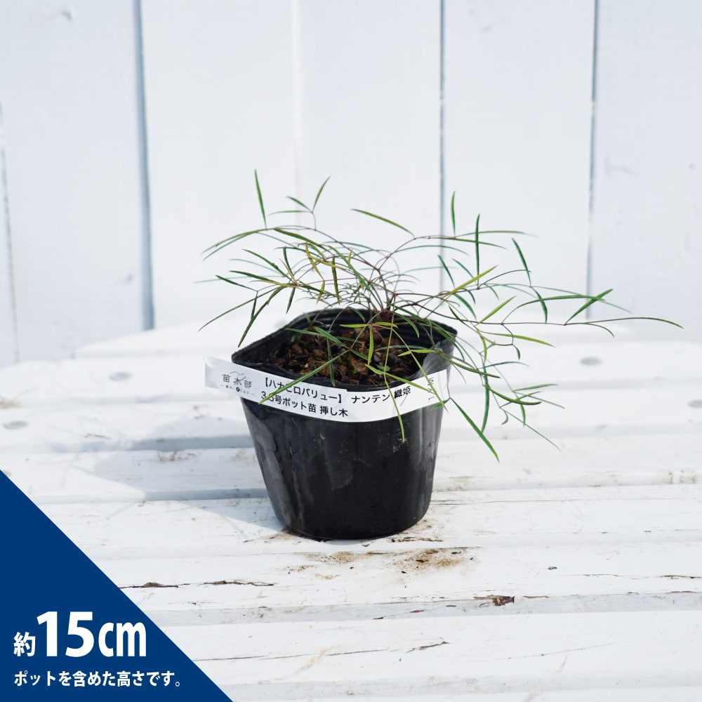 初回限定】 レア商品 琴糸南天 - 植物/観葉植物