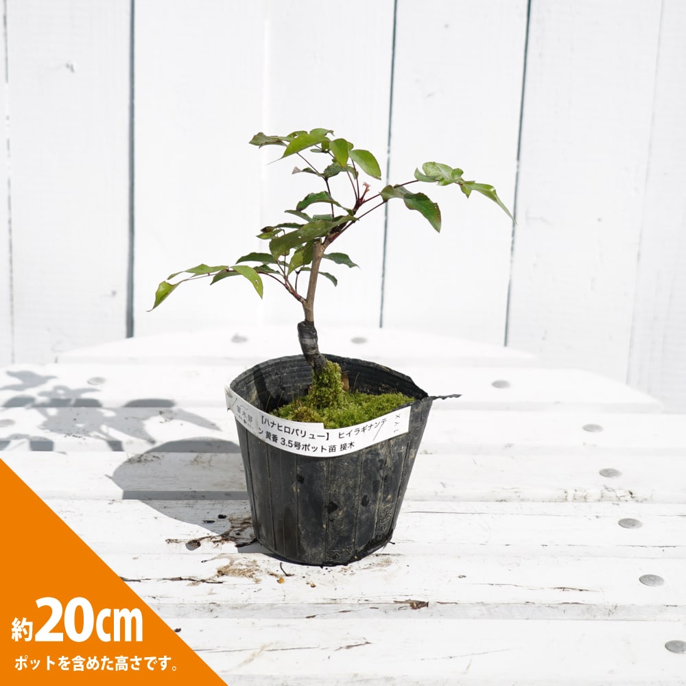 ヒイラギナンテン 黄香 接木 ポット苗