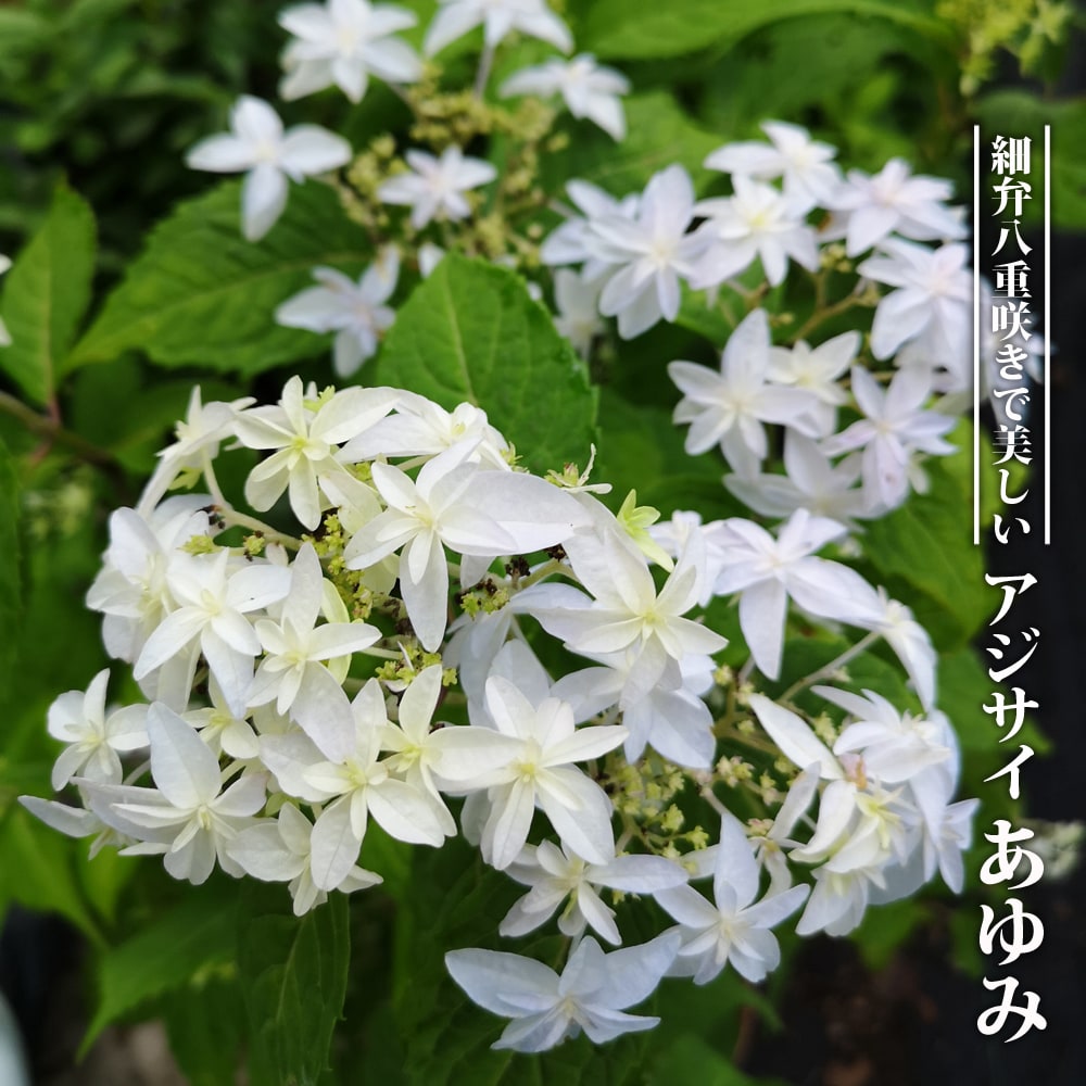 紫陽花苗 希少種 白い鳥達が舞うよな美しいアジサイ苗 紫陽花苗 希少種