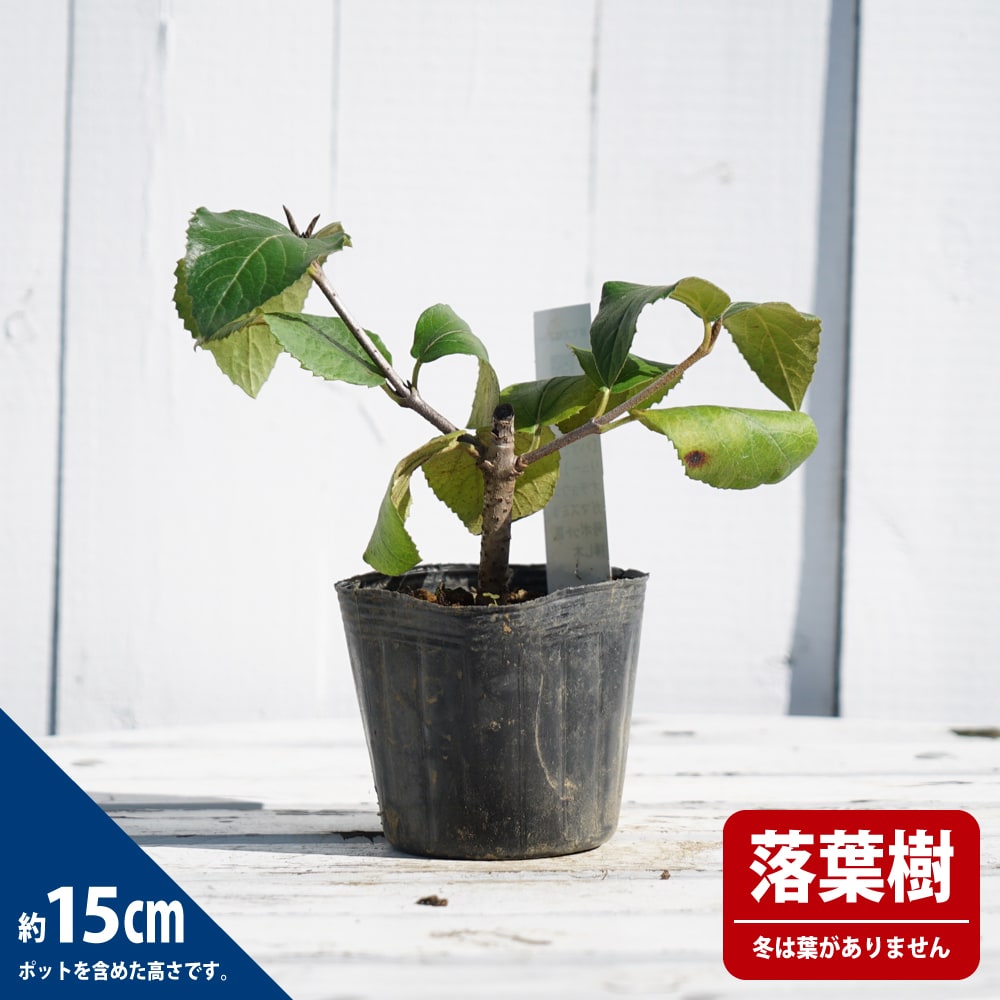 オオチョウジガマズミ 3号ポット苗 挿し木 【ハナヒロバリュー