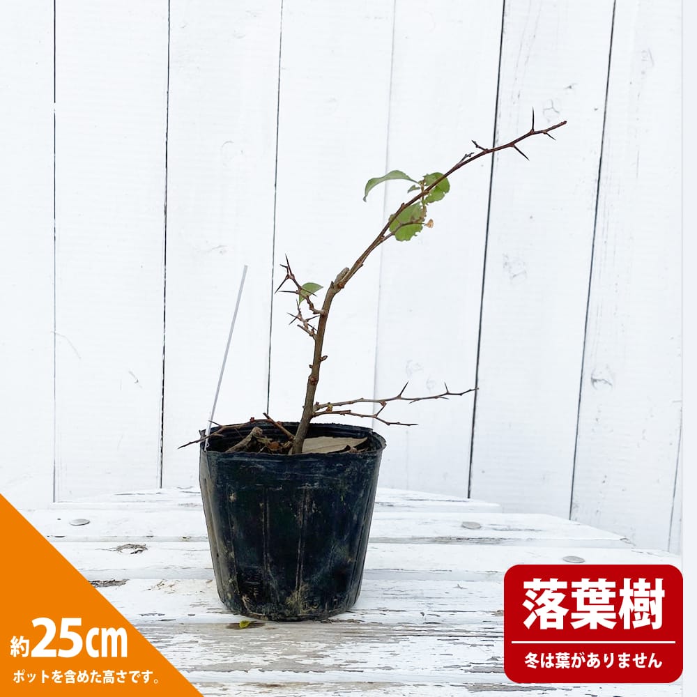 クサボケ 【多摩錦】 3.5号ポット苗 挿し木 【ハナヒロバリュー