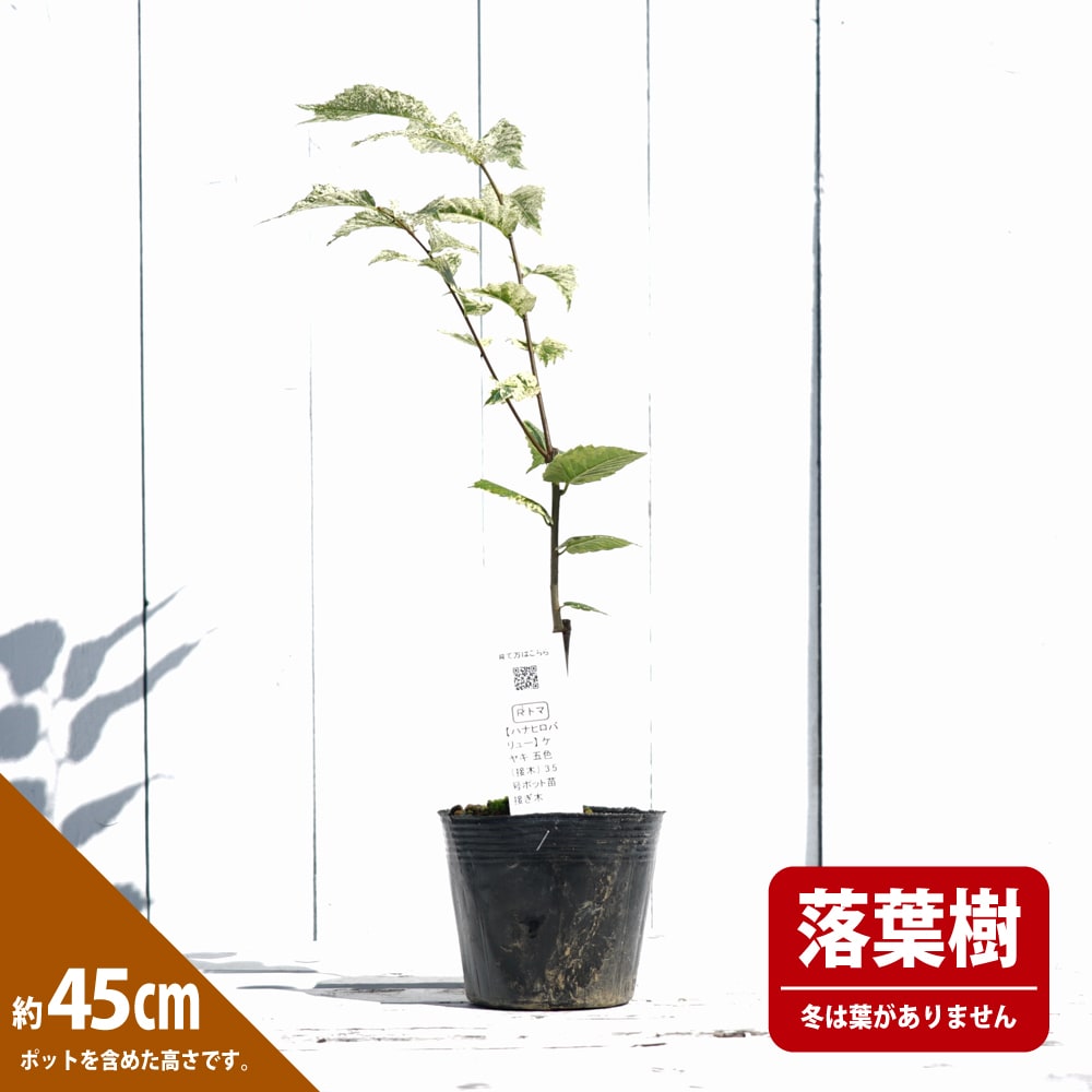 ケヤキ 【五色】 3.5号ポット苗 接木 【ハナヒロバリュー】 | 苗木部