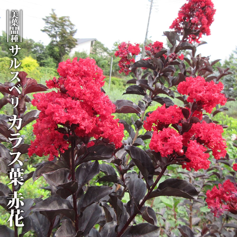 サルスベリ カラス葉 赤花 