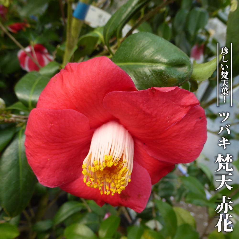 椿 梵天 赤花 