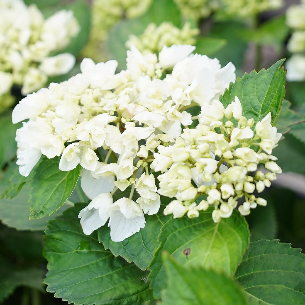 紫陽花 アジサイ シュガーホワイトp889 - 植物/観葉植物