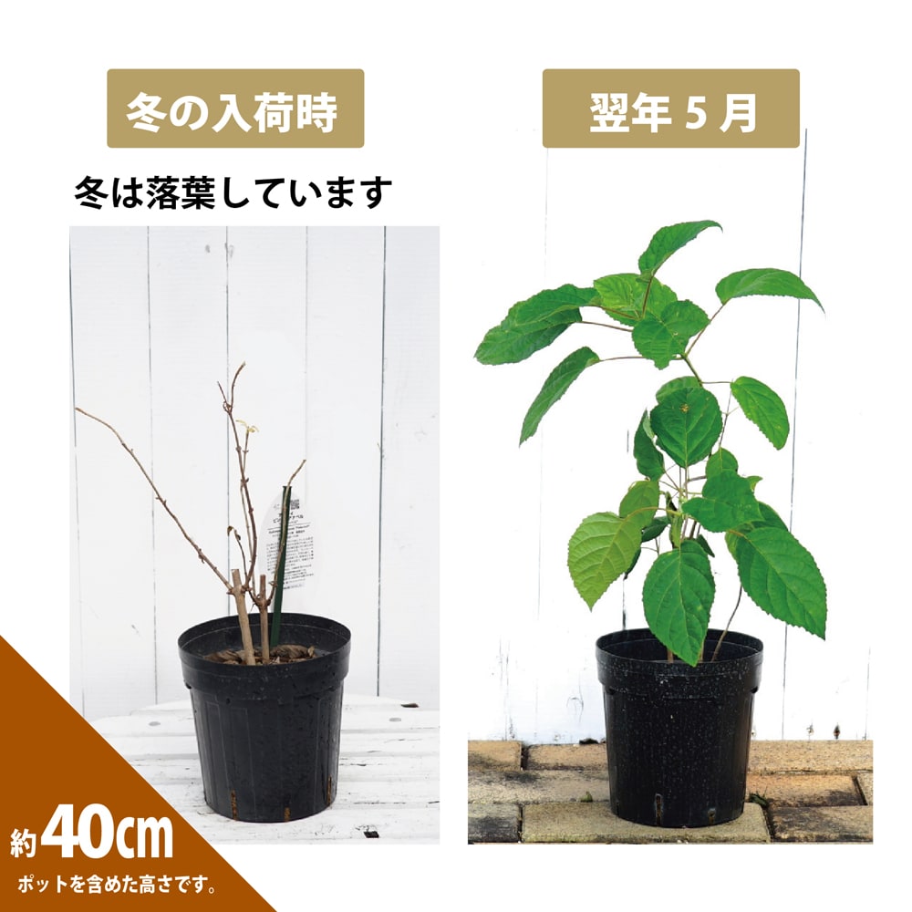 アジサイ ピンクアナベル ピンカーベル 苗 販売 苗木部 By 花ひろばオンライン