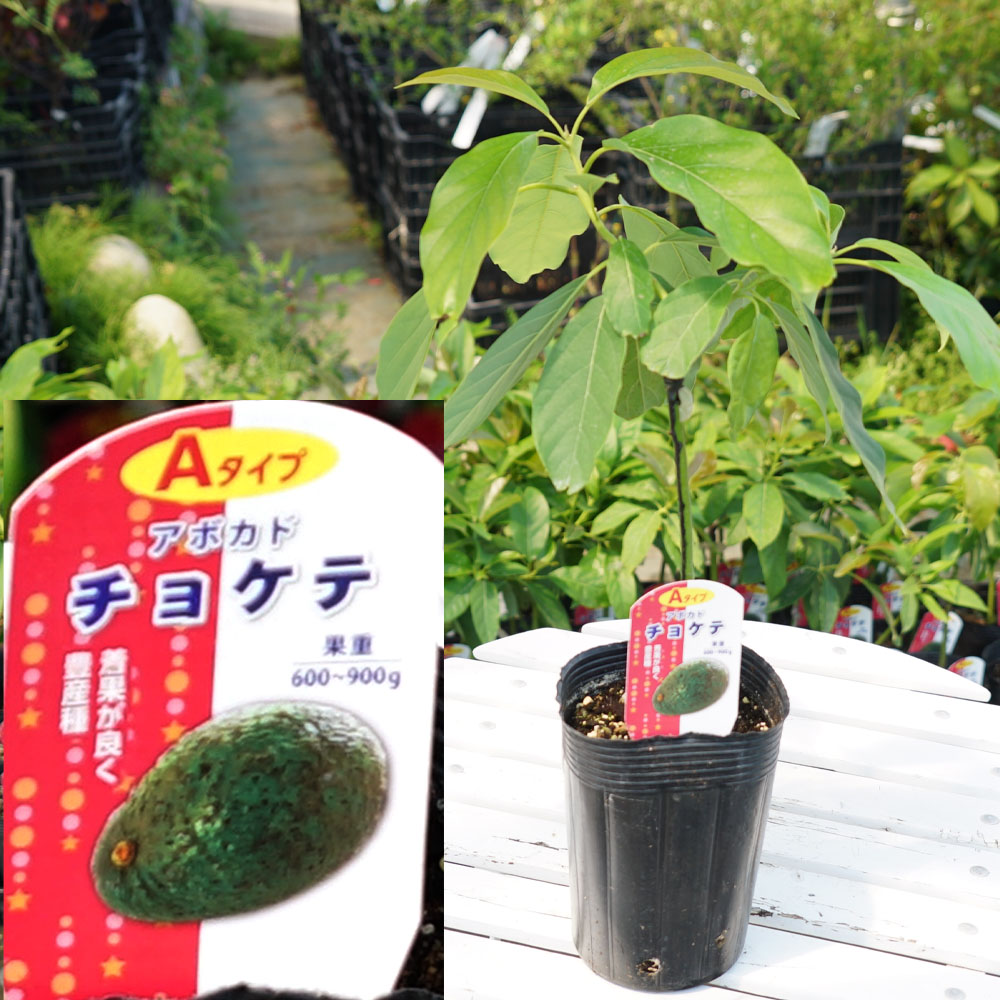 アボカド 苗 1株（中） 観葉植物 インテリア - フラワー/ガーデン