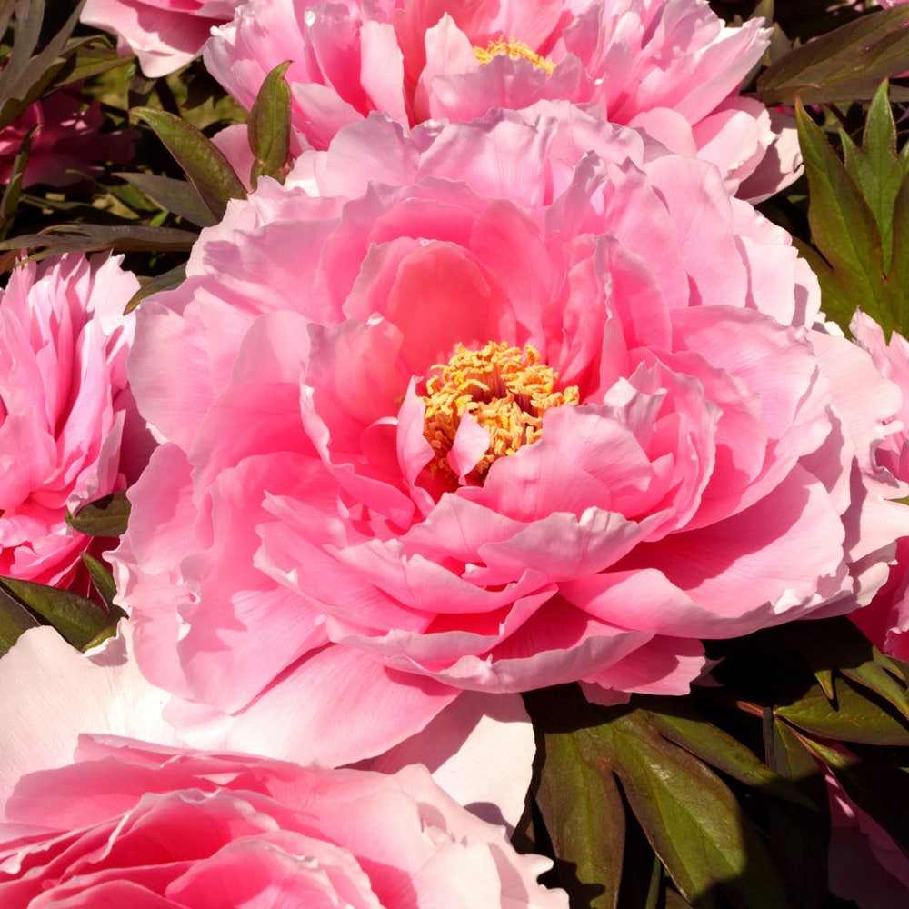 牡丹 八千代椿 苗 販売 苗木部 By 花ひろばオンライン