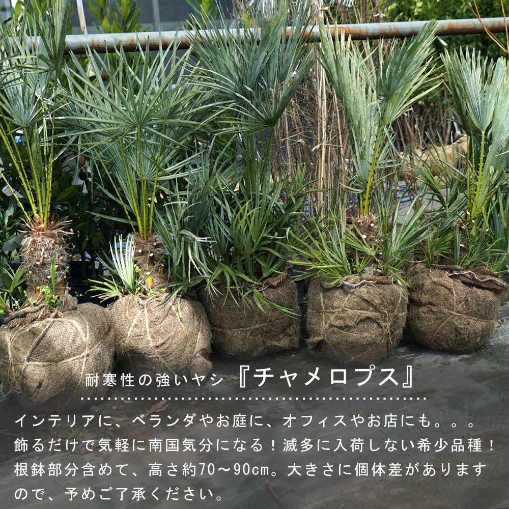 ヤシ チャメロプス フミリス 苗 販売 苗木部 By 花ひろばオンライン
