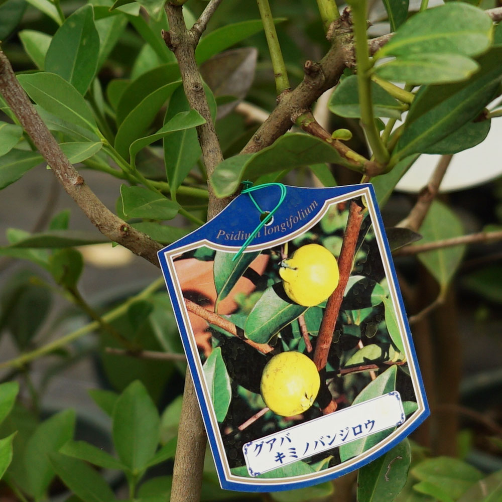 グアバ苗／取木苗　果実つき　高さ130センチ　希少大きなフルーツの苗