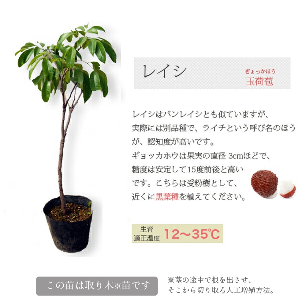 手軽にふやせるさし木・株分け・とり木・つぎ木・種まき 草花・観葉