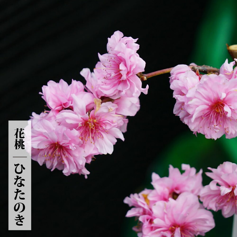 花桃の挿し穂 3本 - 観葉植物