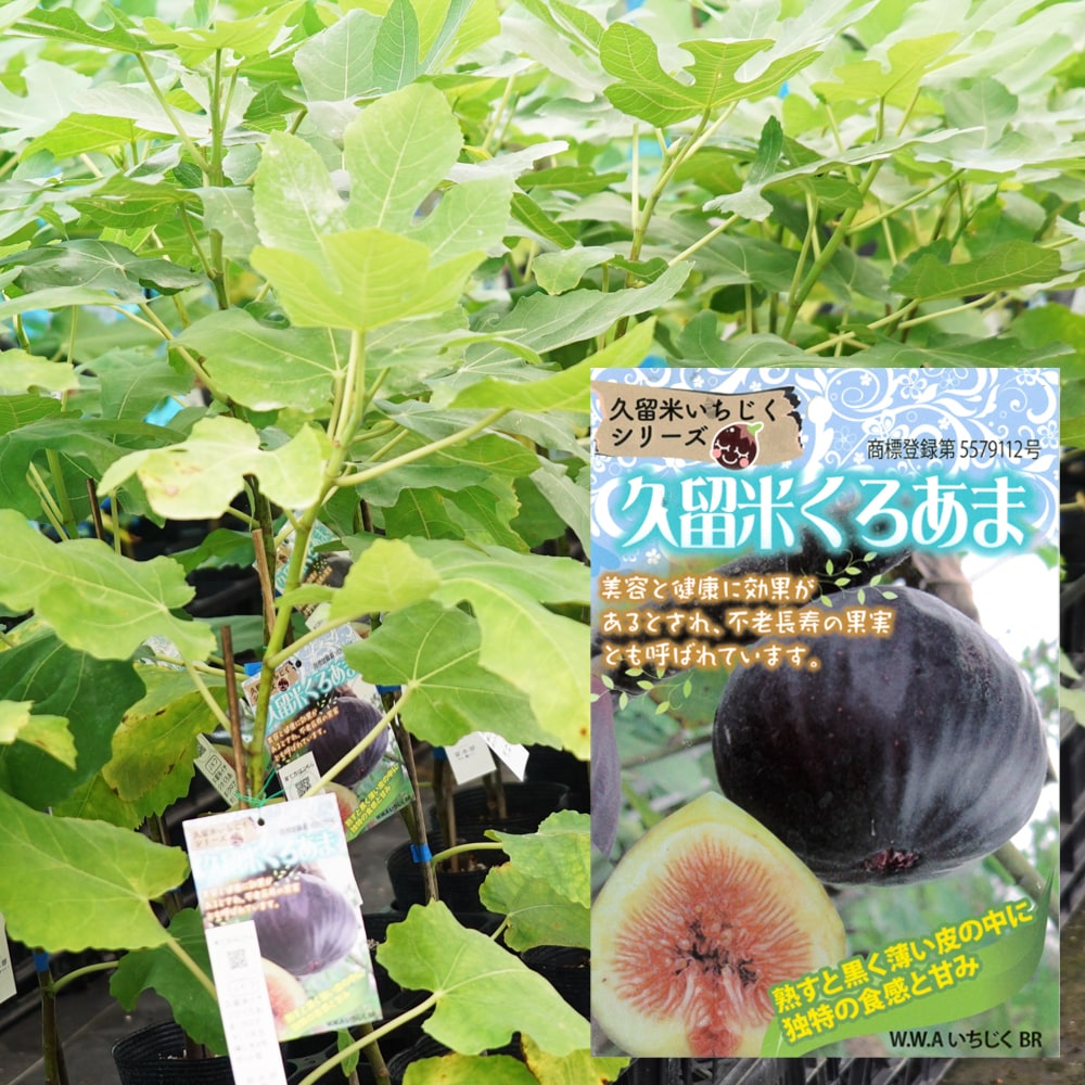 無花果 ✳︎ イチジク ✳︎ グリスデ マルセイユ3年生 chkwb6 - 植物/観葉植物