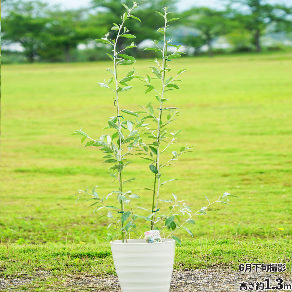 ロシアンオリーブ 鉢植え - 植物/観葉植物