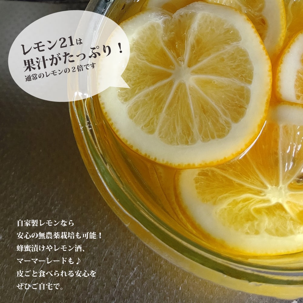 柑橘 レモン21 6